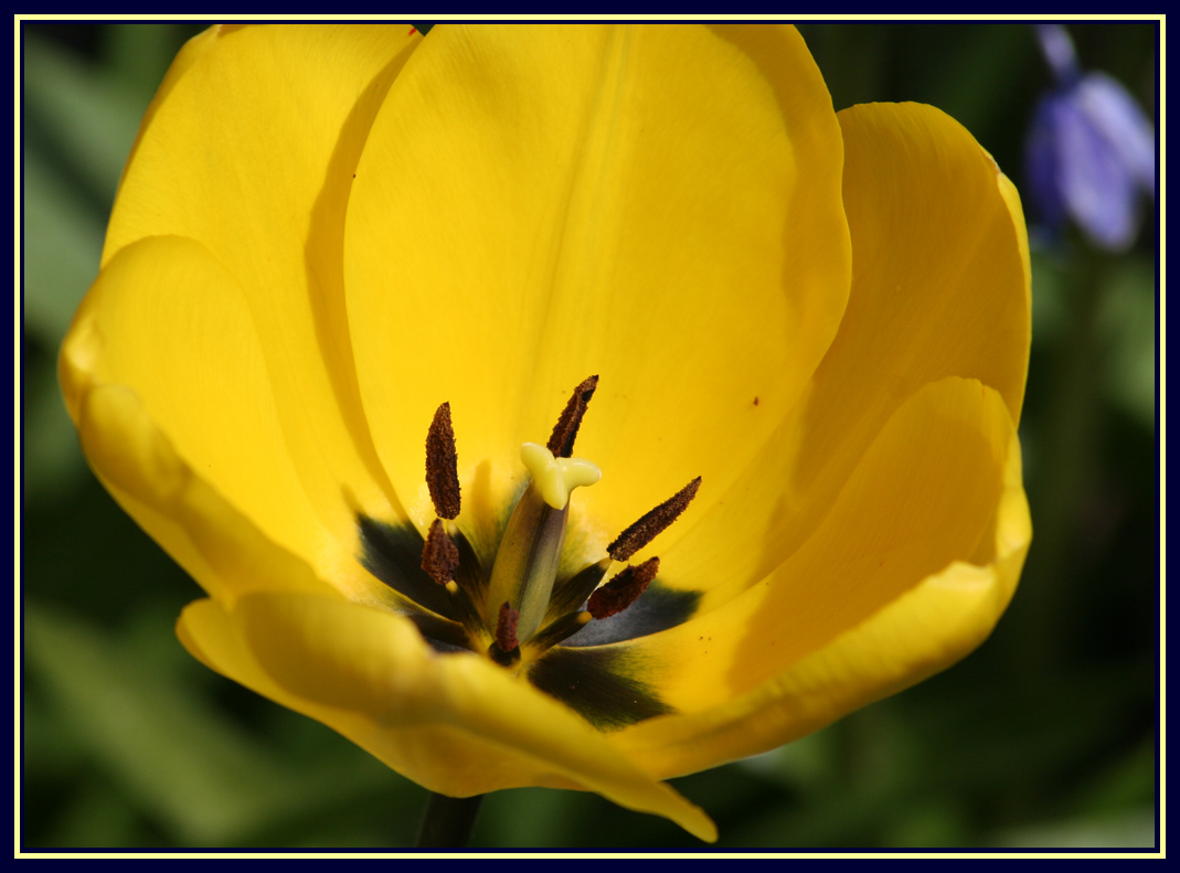 Yellow Tulip