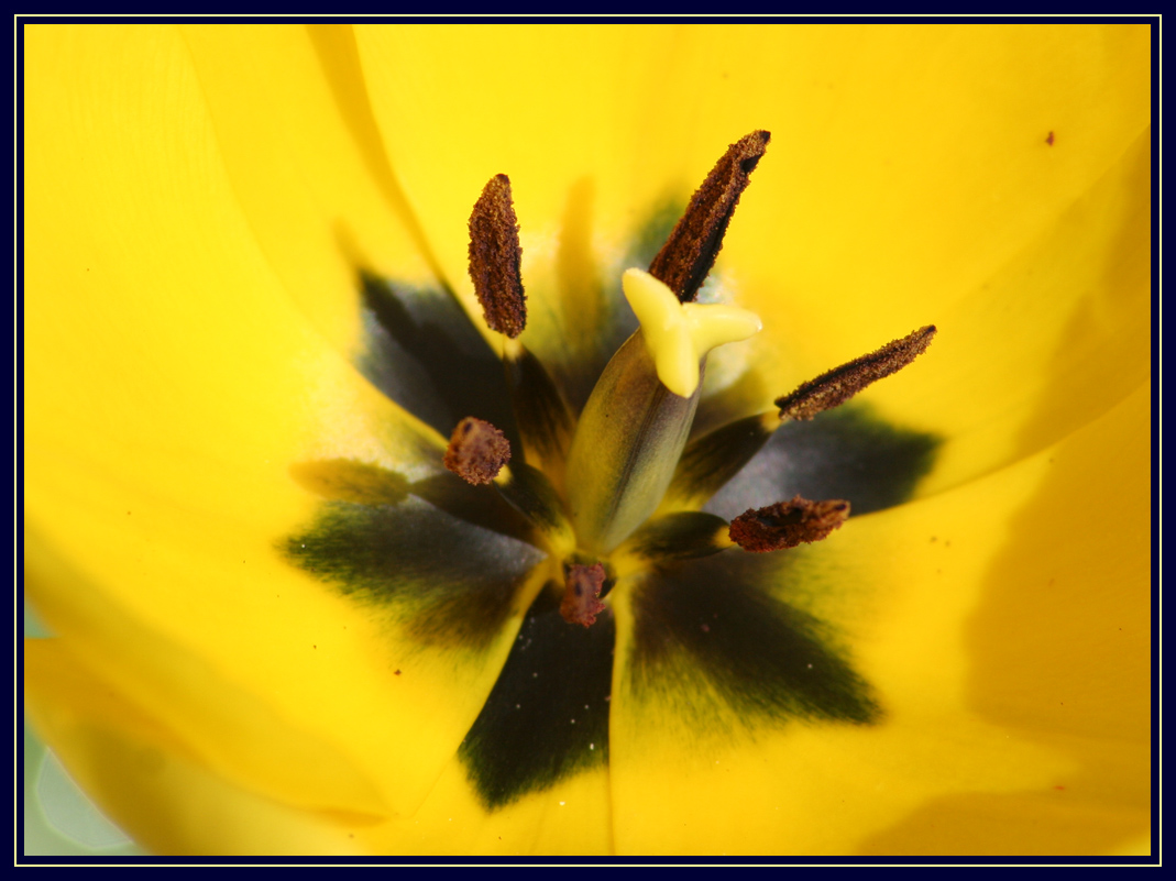 Yellow Tulip