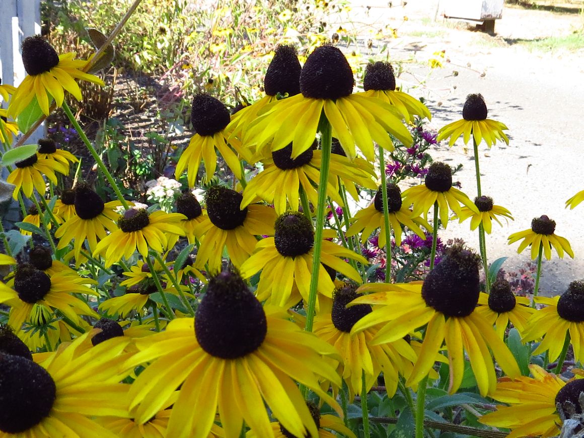 yellow_daisys