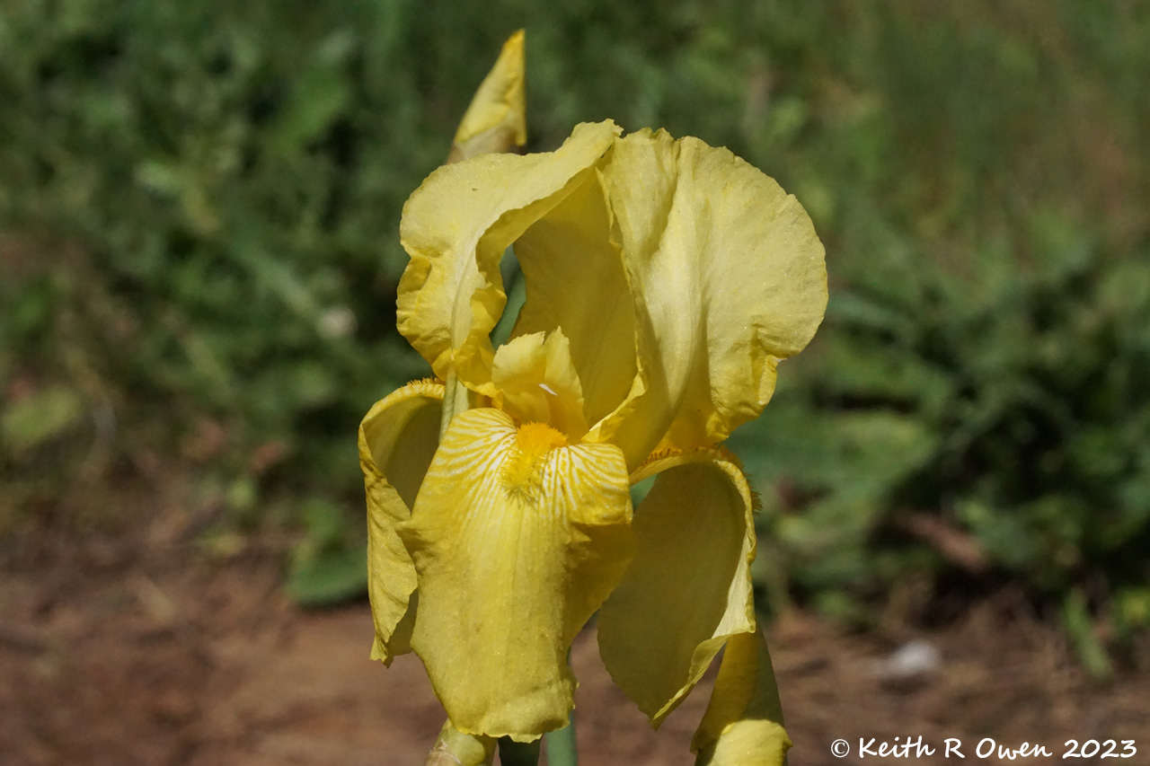 YellowIrisSalem05-17-23 1.jpg