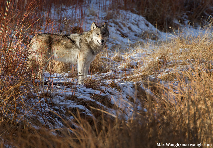 Yellowstone Wolf on NYE