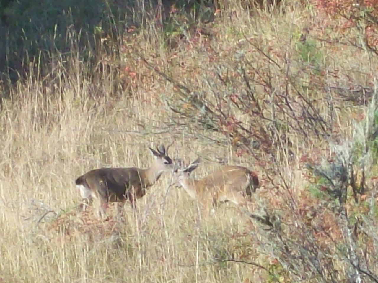 Young Bucks Playing
