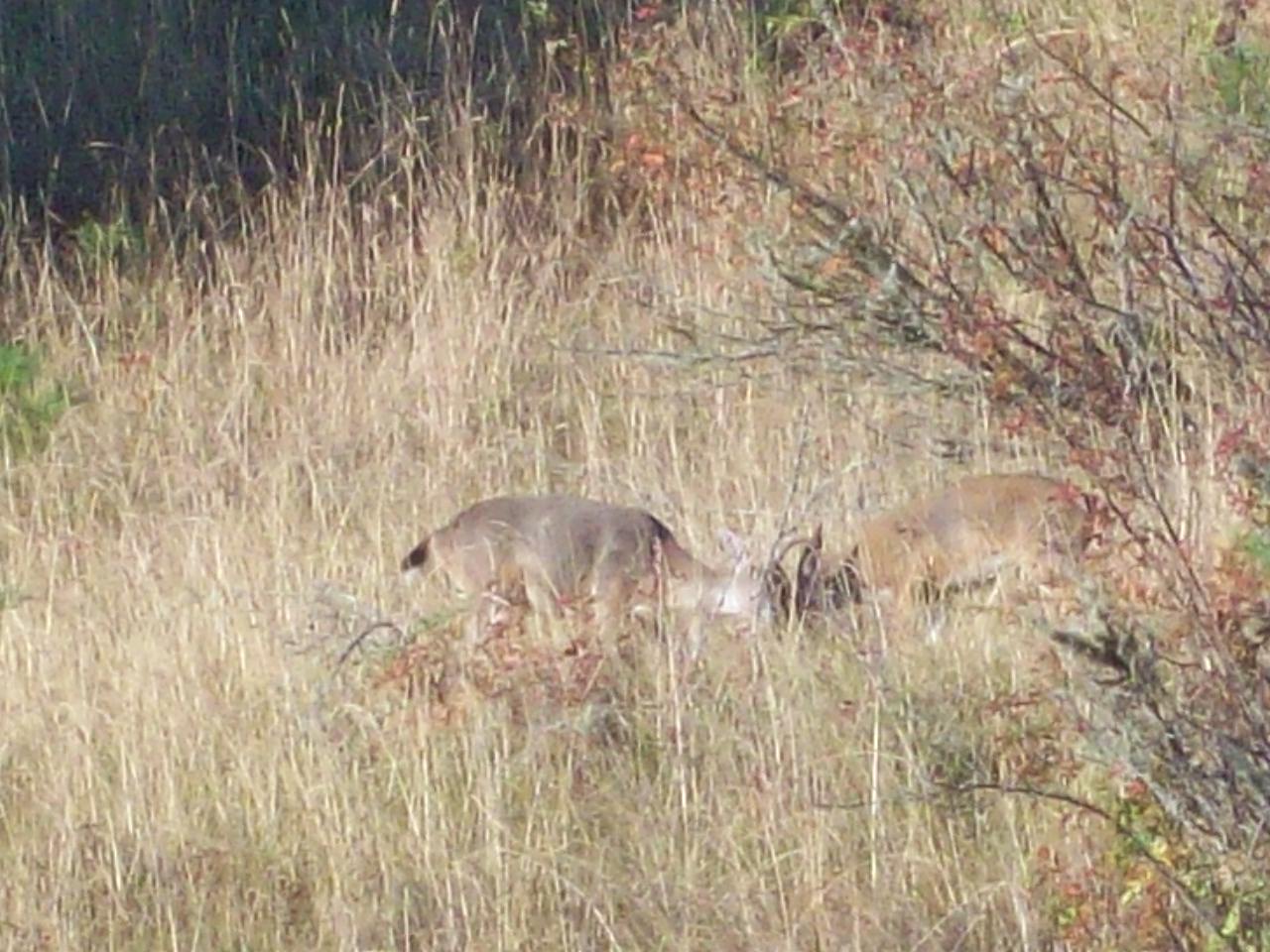 Young Bucks Playing