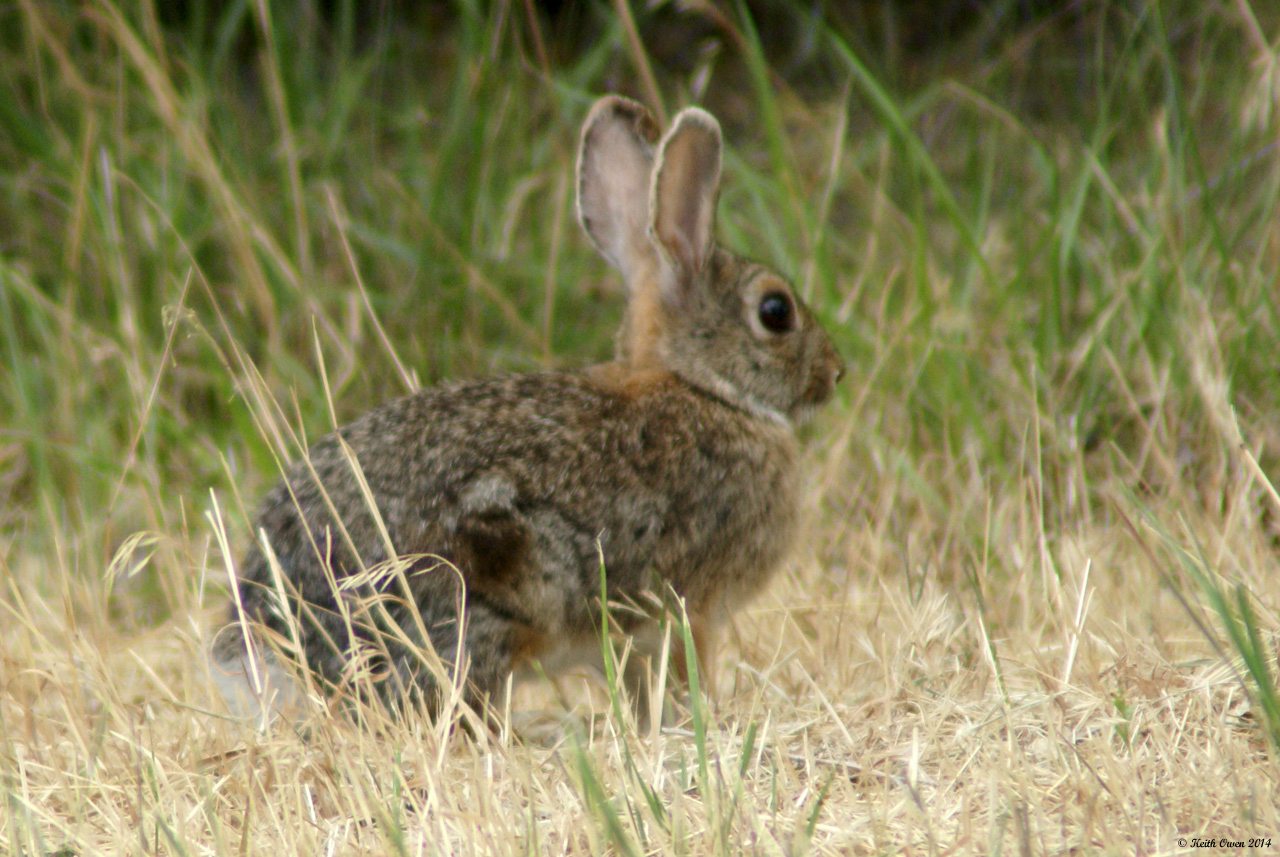 Young Cottontail