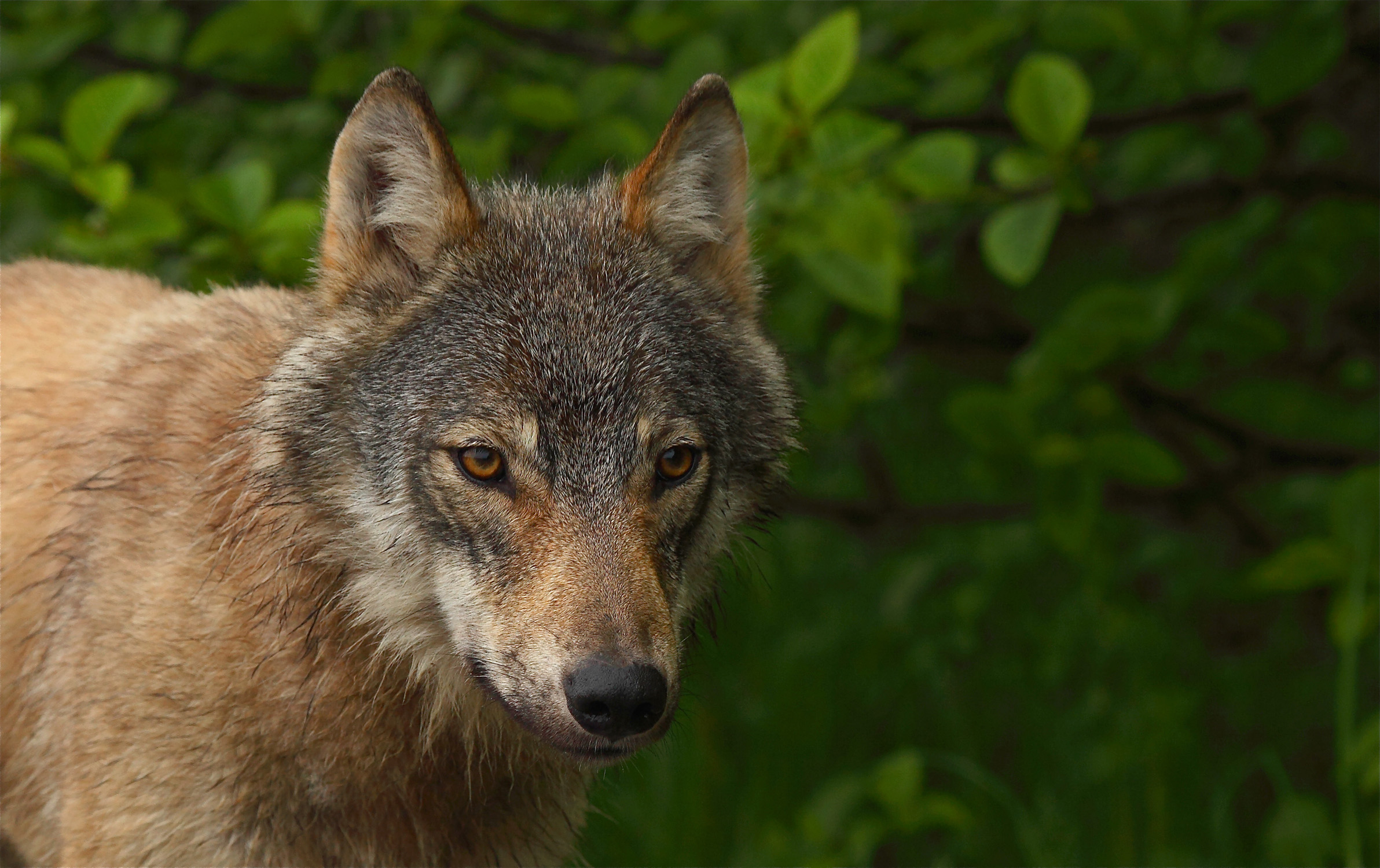 Young Wolf