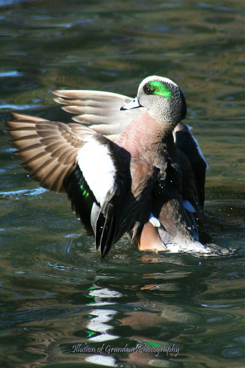 Young Wood duck at Point Defiance
