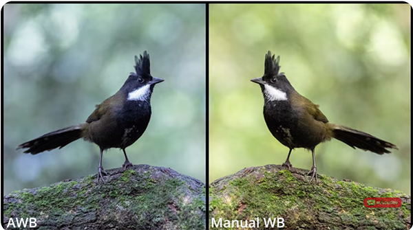 1JW32125.png