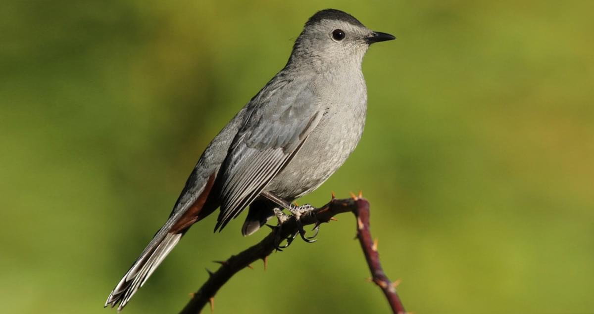 www.allaboutbirds.org