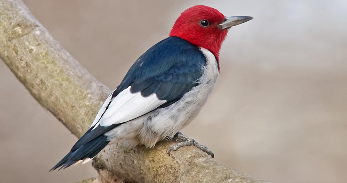 www.allaboutbirds.org