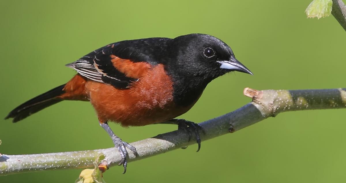 www.allaboutbirds.org