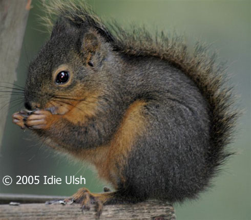 www.birdnote.org
